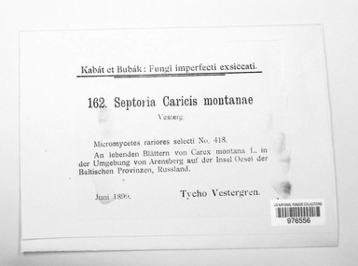 Septoria caricis-montanae image